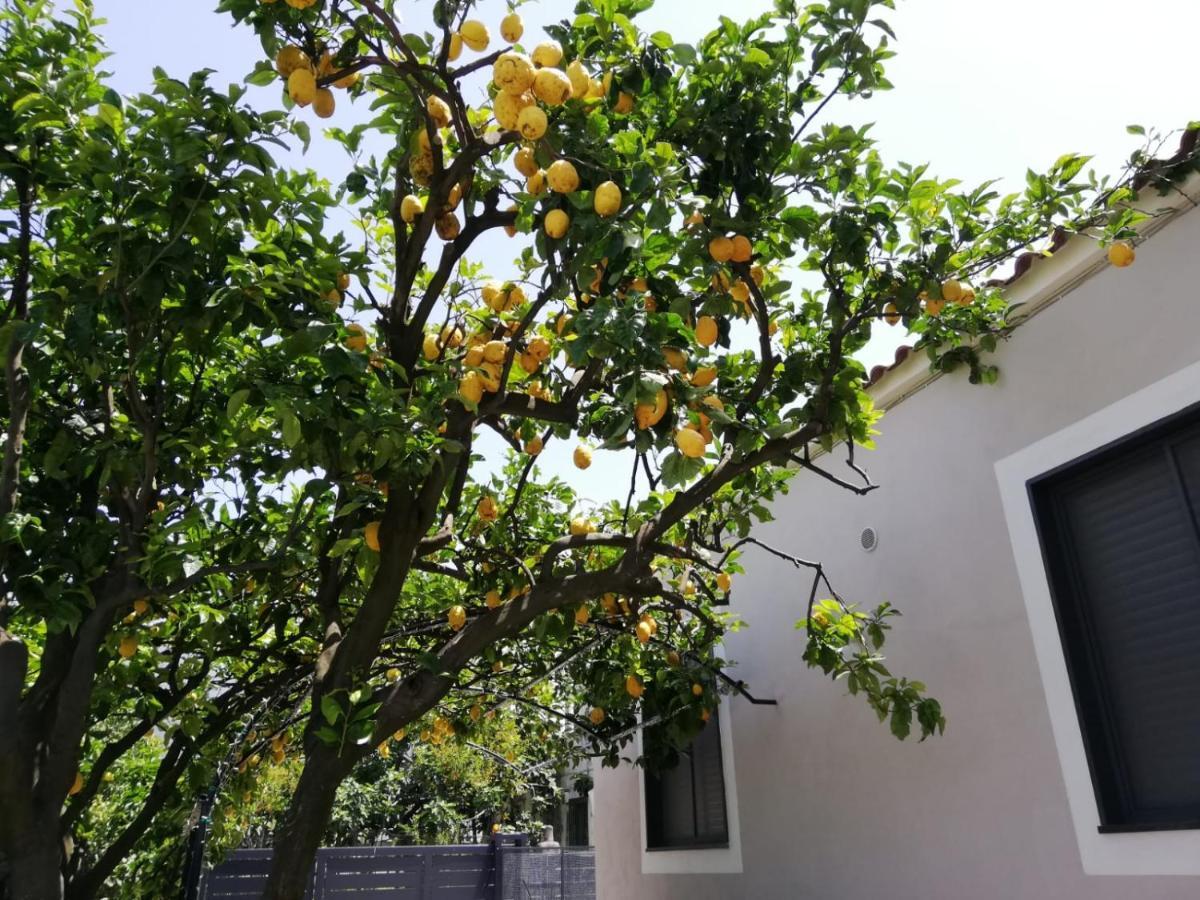 טורה דל גרקו B&B Guest Armonie מראה חיצוני תמונה